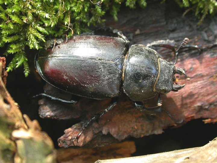 Stag beetle - female Copyright: Robin Barfoot