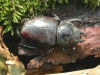Stag beetle - female Copyright: Robin Barfoot