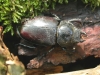 Stag beetle - female