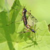 Ptychoptera contaminata 14th June 2022