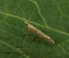 Plutella xylostella 3