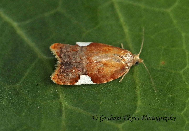 Acleris holmiana 2 Copyright: Graham Ekins