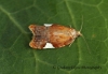 Acleris holmiana 2