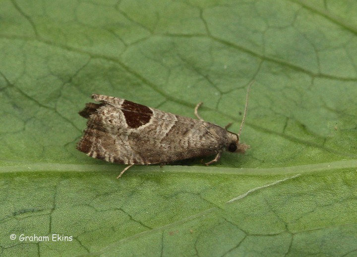 Notocelia uddmanniana Copyright: Graham Ekins