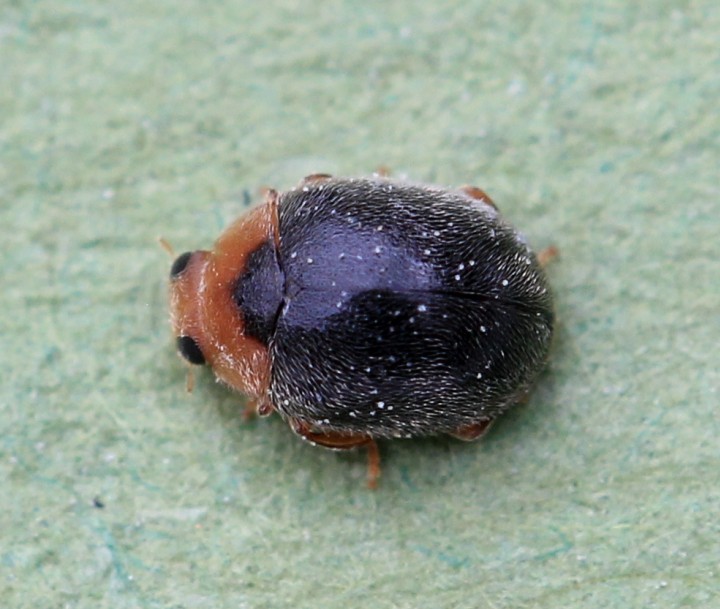 Scymnus femoralis male Copyright: Yvonne Couch