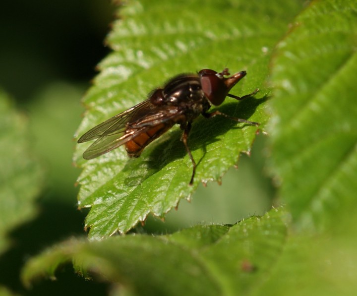 R campestris 01 Copyright: Robert Smith