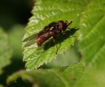 R campestris 01 Copyright: Robert Smith