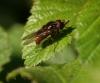 R campestris 01 Copyright: Robert Smith