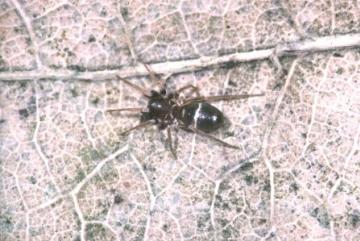 Micaria pulicaria