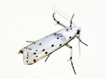 Thistle Ermine 2 Copyright: Ben Sale