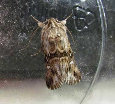 Calophasia lunula (Toadflax Brocade) Copyright: Graham Smith