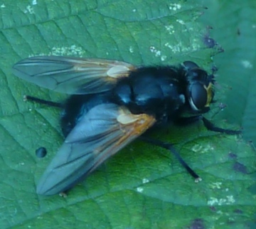 Mesembrina meridiana 290811 Copyright: David Miller