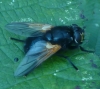 Mesembrina meridiana 290811 