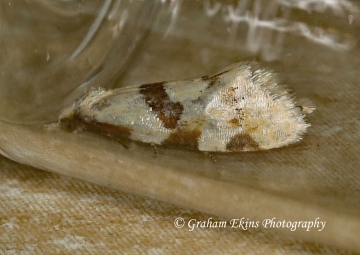 Aethes cnicana 2 Copyright: Graham Ekins