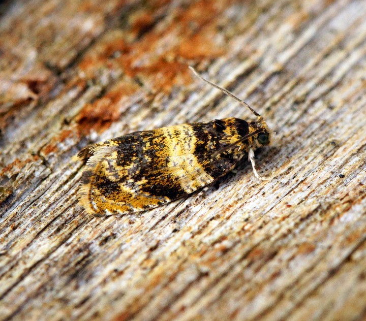 Celypha aurofasciana Copyright: Ben Sale