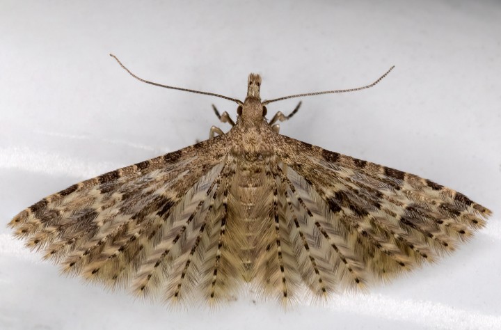 Alucita hexadactyla 31-03-2021 Copyright: Bill Crooks