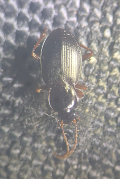 Calathus rotundicollis Copyright: Robert Smith