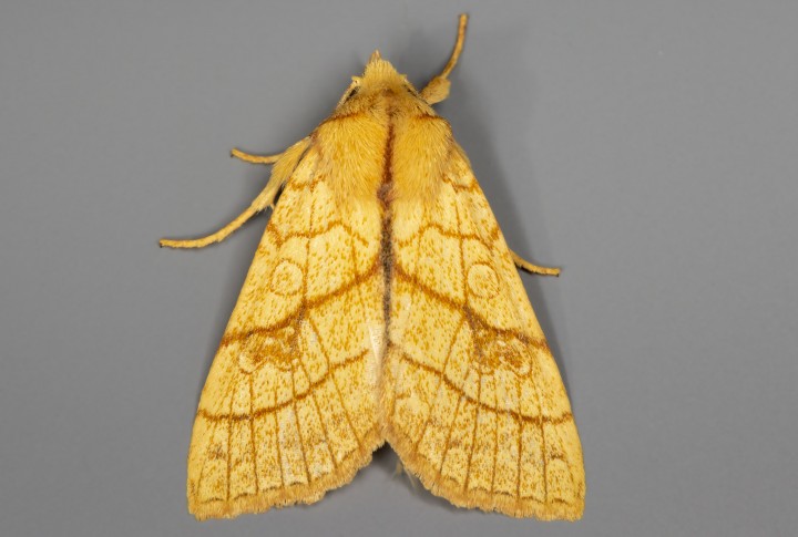 Orange Sallow 08-09-2020 Top Copyright: Bill Crooks