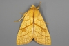 Orange Sallow 08-09-2020 Top