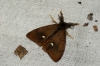 Vapourer Moth Male Copyright: Ben Sale