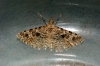 Twenty Plume (Alucita hexadactyla)