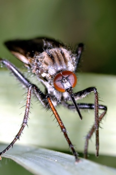 Empis tessellata (16 May 11) Copyright: Leslie Butler