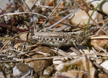 Myrmeleotettix maculatus  (Mottled Grasshopper) Copyright: Graham Ekins