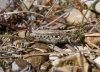 Myrmeleotettix maculatus  (Mottled Grasshopper) Copyright: Graham Ekins