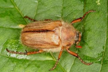 Amphimallon solstitialis Copyright: Peter Harvey