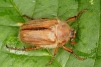 Amphimallon solstitialis 