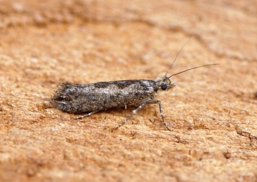 Ypsolopha vittella 2 Copyright: Ben Sale