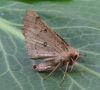 Scalloped Hazel  Odontopera bidentata Copyright: Graham Ekins