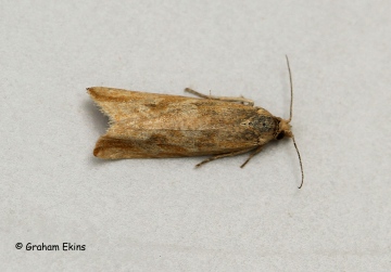 Bactra furfurana 2 Copyright: Graham Ekins