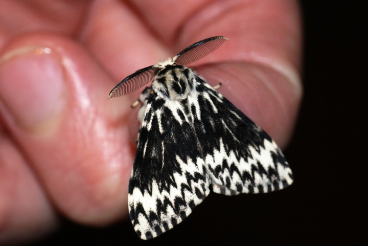 Black Arches aberration Copyright: Ben Sale