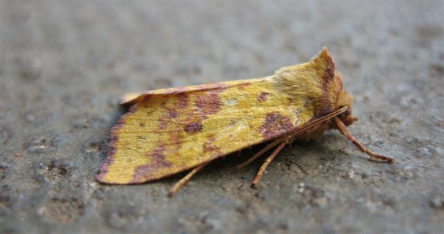 Pink Barred Sallow. Copyright: Stephen Rolls