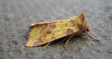 Pink Barred Sallow. Copyright: Stephen Rolls