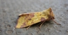 Pink Barred Sallow. 