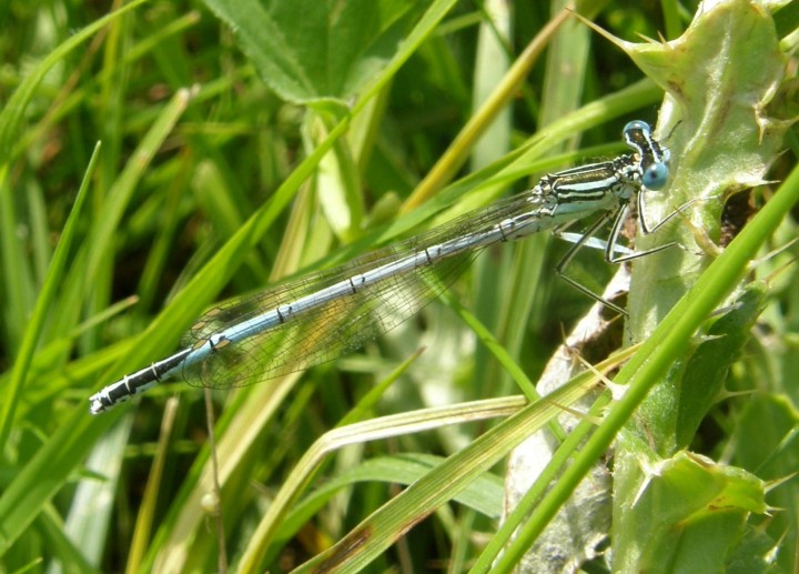 White-legged damselfly male Copyright: Sue Grayston