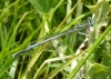 White-legged damselfly male Copyright: Sue Grayston