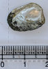 Nucula consors bivalve shell from London Clay