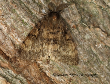Lymantria dispar Gypsy Moth Copyright: Graham Ekins