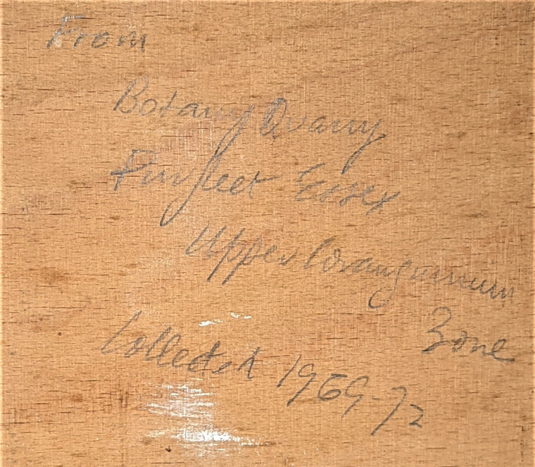 Purfleet fossil echinoids and spines display label on back Copyright: Mike Daniels Collection