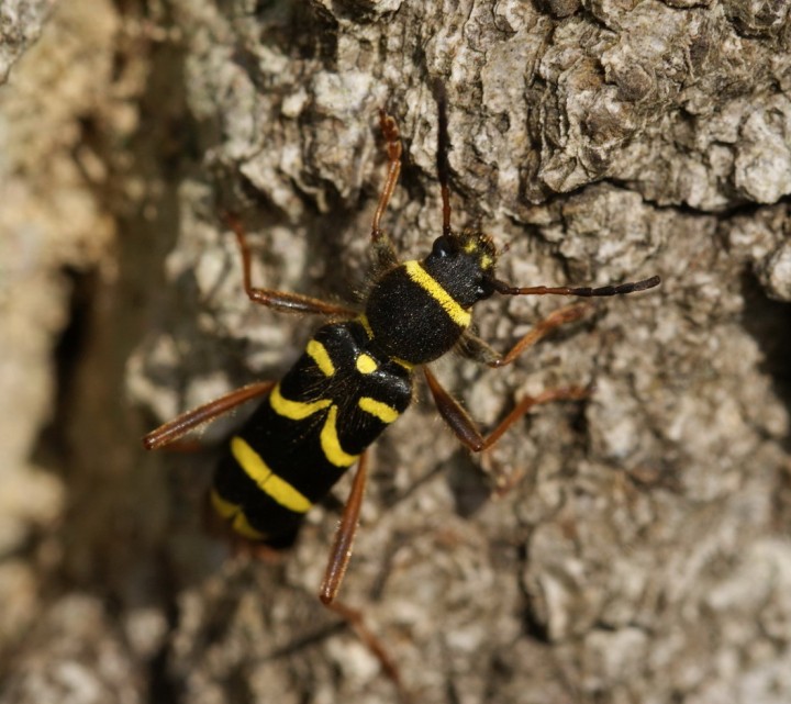 Clytus arietis 01 Copyright: Robert Smith