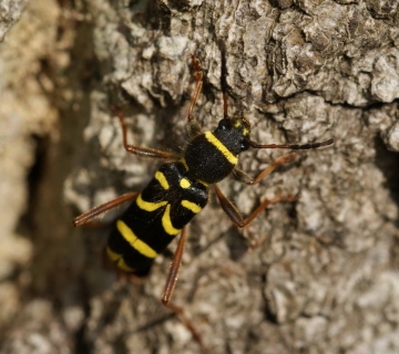 Clytus arietis 01 Copyright: Robert Smith