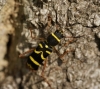 Clytus arietis 01 Copyright: Robert Smith