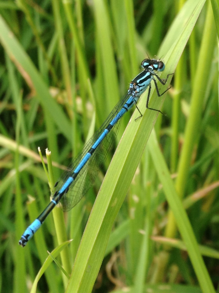 Common Blue Damselfly Copyright: Sophie Dennison