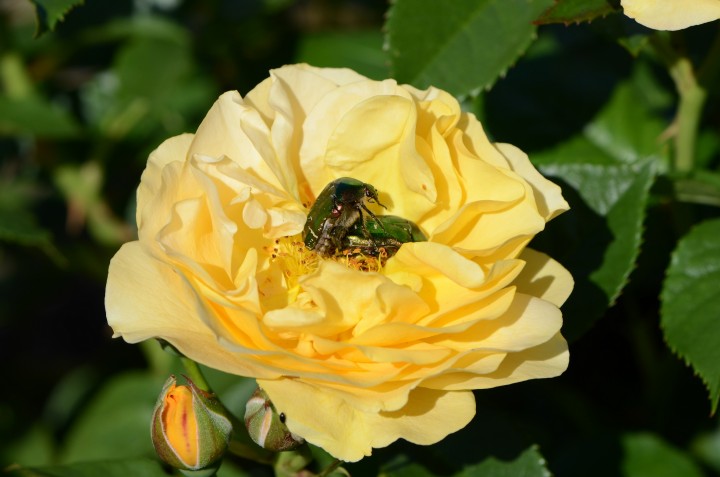 Rose Chafer in copulation Copyright: Samuel Chamberlin