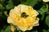 Rose Chafer in copulation Copyright: Samuel Chamberlin