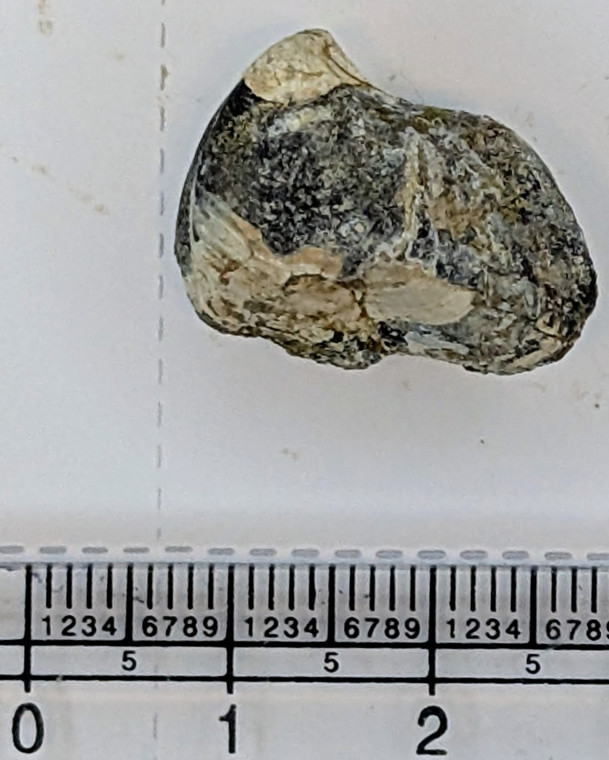 Thyasira goodhalli fossil bivalve from London Clay Copyright: Mike Daniels Collection