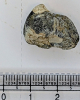 Thyasira goodhalli fossil bivalve from London Clay 